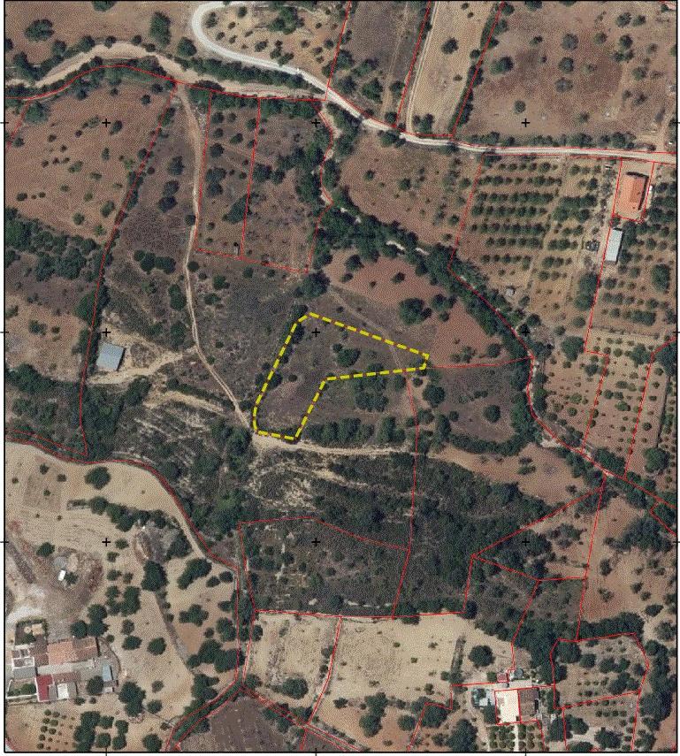 Terreno rústico com árvores de sequeiro