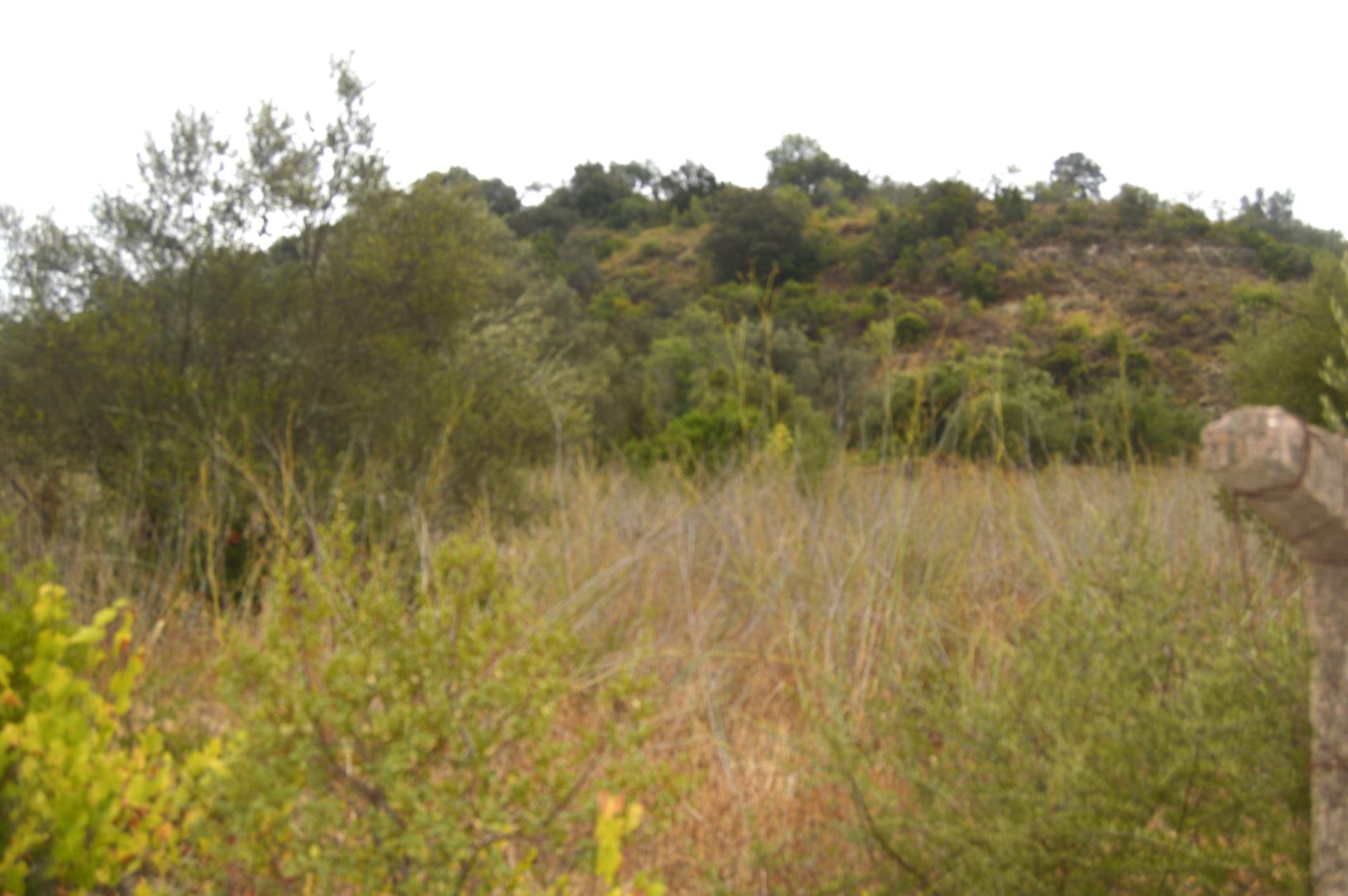 Terreno rústico com árvores de sequeiro