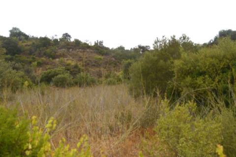 Terreno rústico com árvores de sequeiro