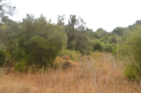 Terreno rústico com árvores de sequeiro