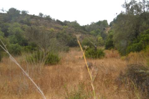 Terreno rústico com árvores de sequeiro