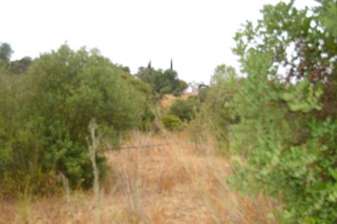 Terreno rústico com árvores de sequeiro