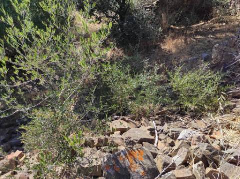 MORADIA EM RUINA COM JARDIM - COM 233 M2 - EM BOTELHAS - CASTRO MARIM - ALGARVE