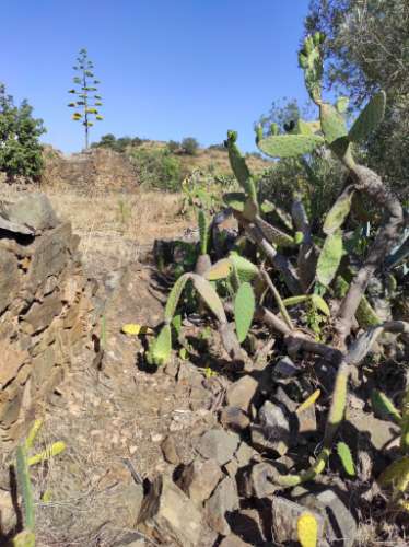 MORADIA EM RUINA COM JARDIM - COM 233 M2 - EM BOTELHAS - CASTRO MARIM - ALGARVE