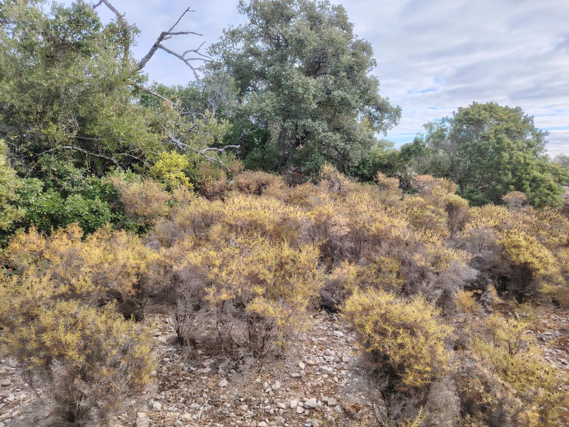 Terreno Rústico, Conceição de Faro