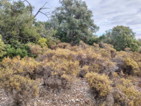 Terreno Rústico, Conceição de Faro