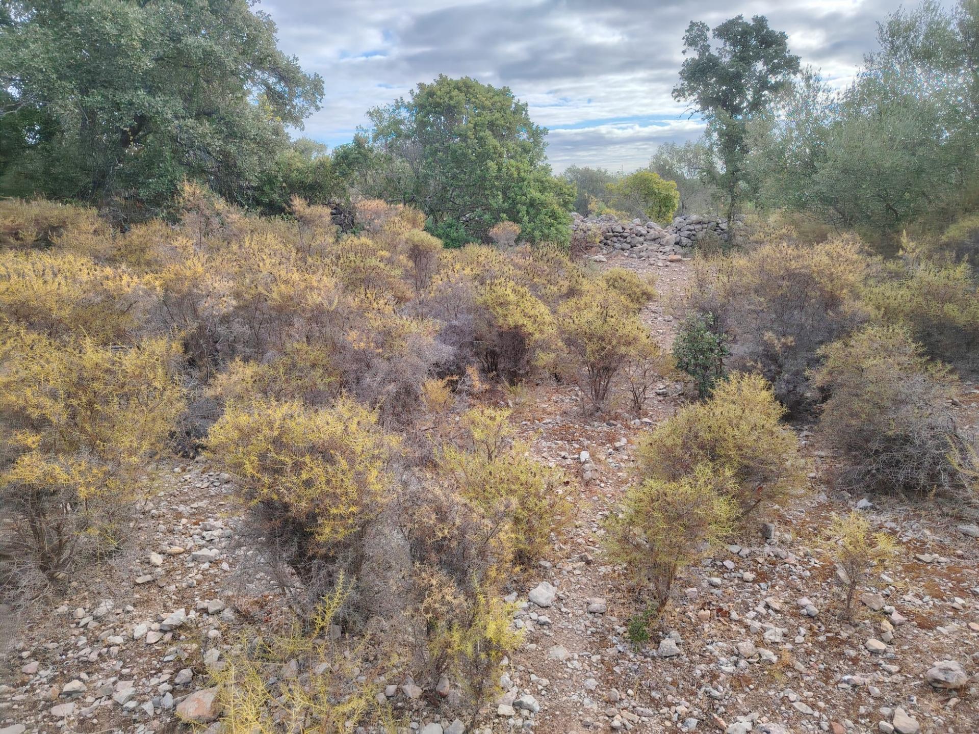 Terreno Rústico, Conceição de Faro