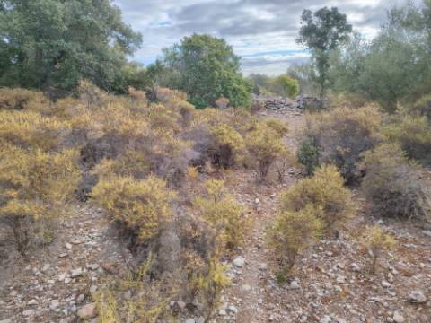 Terreno Rústico, Conceição de Faro
