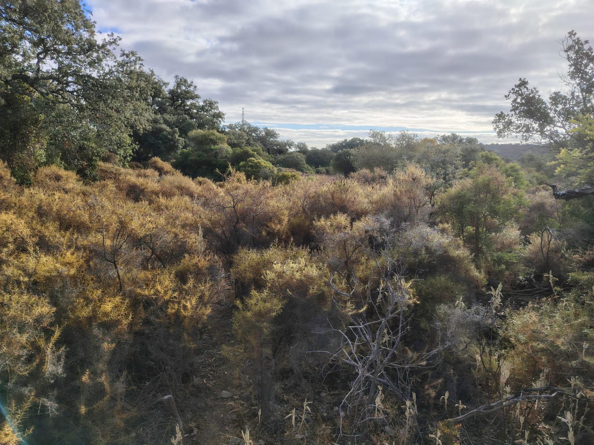Terreno Rústico, Conceição de Faro