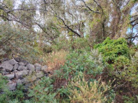 Terreno Rústico, Conceição de Faro