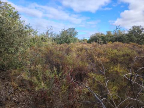 Terreno Rústico, Conceição de Faro