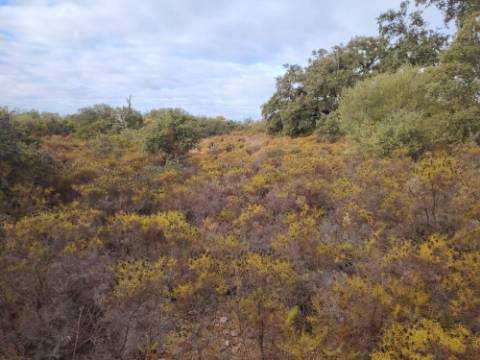 Terreno Rústico, Conceição de Faro