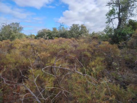 Terreno Rústico, Conceição de Faro