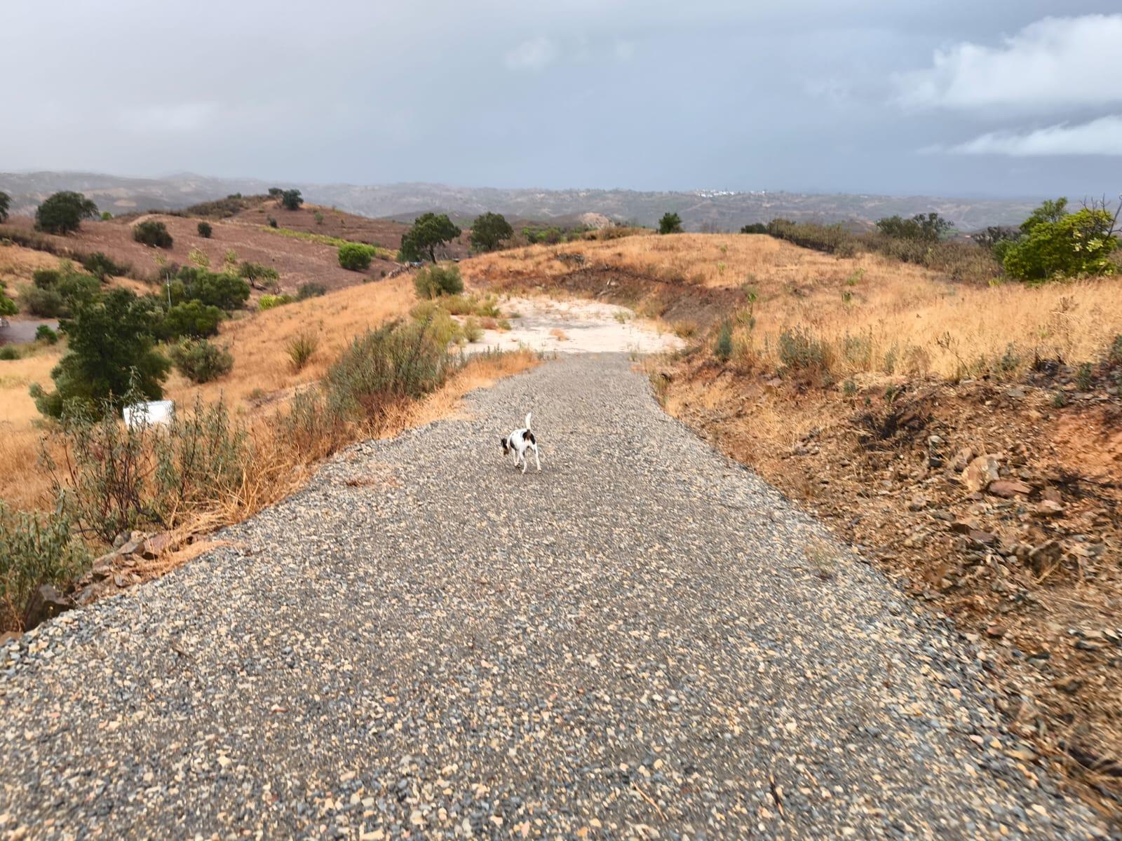TERRENO RÚSTICO COM 17.480 m2 - ÁGUA E SISTEMA SOLAR - ESTRUTURA AMOVÍVEL - PRÓXIMO AO MARROQUIL - AZINHAL CASTRO MARIM - ALGARVE