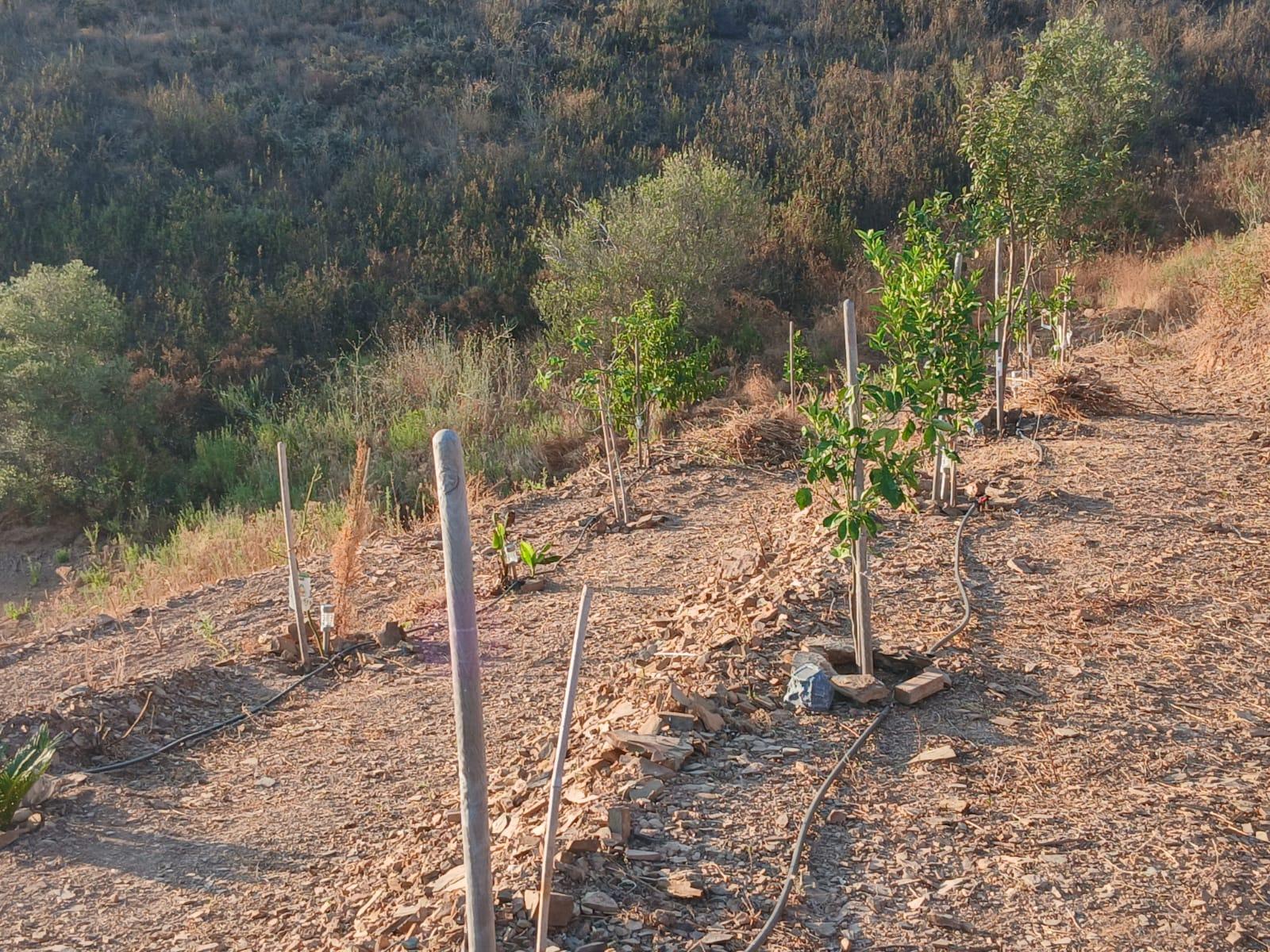 TERRENO RÚSTICO COM 17.480 m2 - ÁGUA E SISTEMA SOLAR - ESTRUTURA AMOVÍVEL - PRÓXIMO AO MARROQUIL - AZINHAL CASTRO MARIM - ALGARVE