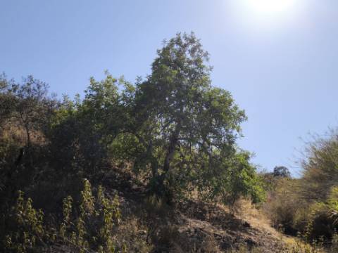 TERRENO RÚSTICO COM 2.360 M2 PROXIMO A ALDEIA DA CORTE DO GAGO - CASTRO MARIM - ALGARVE