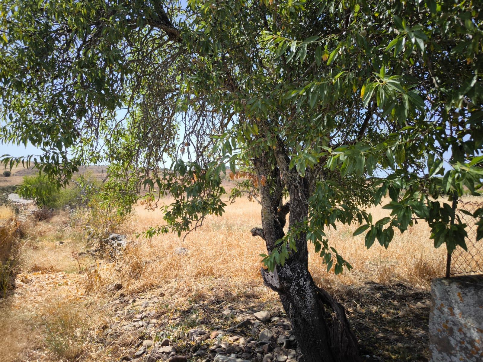 TERRENO COM 4.000 M2 - PARA CONSTRUÇÃO - NA ALDEIA DE TESOURO - EM ALCOUTIM - ALGARVE