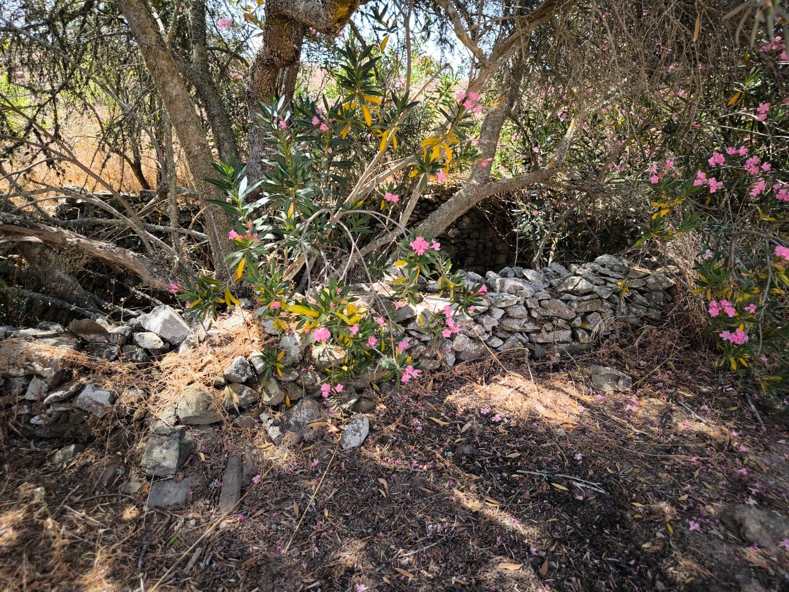 TERRENO COM 4.000 M2 - PARA CONSTRUÇÃO - NA ALDEIA DE TESOURO - EM ALCOUTIM - ALGARVE