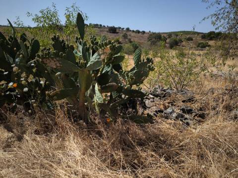 TERRENO COM 4.000 M2 - PARA CONSTRUÇÃO - NA ALDEIA DE TESOURO - EM ALCOUTIM - ALGARVE