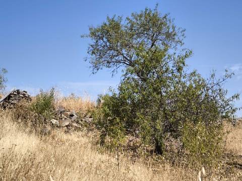 TERRENO COM 4.000 M2 - PARA CONSTRUÇÃO - NA ALDEIA DE TESOURO - EM ALCOUTIM - ALGARVE