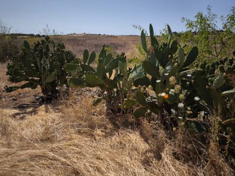 TERRENO COM 4.000 M2 - PARA CONSTRUÇÃO - NA ALDEIA DE TESOURO - EM ALCOUTIM - ALGARVE