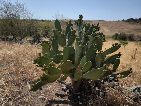 TERRENO COM 4.000 M2 - PARA CONSTRUÇÃO - NA ALDEIA DE TESOURO - EM ALCOUTIM - ALGARVE