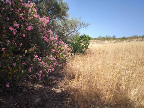TERRENO COM 4.000 M2 - PARA CONSTRUÇÃO - NA ALDEIA DE TESOURO - EM ALCOUTIM - ALGARVE
