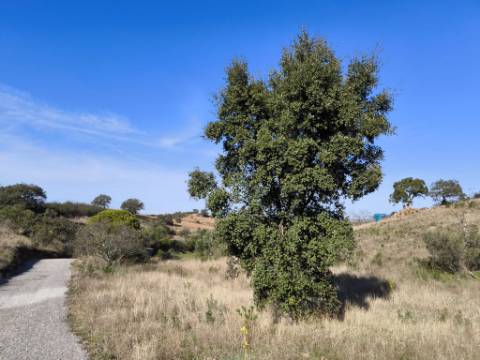 TERRENO COM 13480 M² - COM POÇO - TERRAÇO - DEPÓSITO DE ÁGUA - PERO VAZ - AZINHAL - CASTRO MARIM - ALGARVE