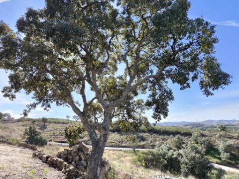 TERRENO COM 13480 M² - COM POÇO - TERRAÇO - DEPÓSITO DE ÁGUA - PERO VAZ - AZINHAL - CASTRO MARIM - ALGARVE