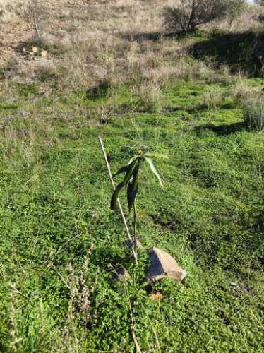 TERRENO COM 13480 M² - COM POÇO - TERRAÇO - DEPÓSITO DE ÁGUA - PERO VAZ - AZINHAL - CASTRO MARIM - ALGARVE