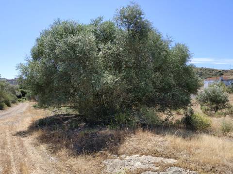 MORADIA ISOLADA COM 18.240 M2 DE TERRENO COM ÁRMAZEM PARA RECONSTRUIR - BELICHE - CASTRO MARIM - ALGARVE