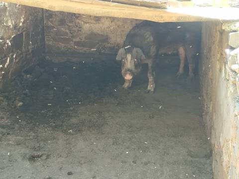 MORADIA ISOLADA COM 18.240 M2 DE TERRENO COM ÁRMAZEM PARA RECONSTRUIR - BELICHE - CASTRO MARIM - ALGARVE