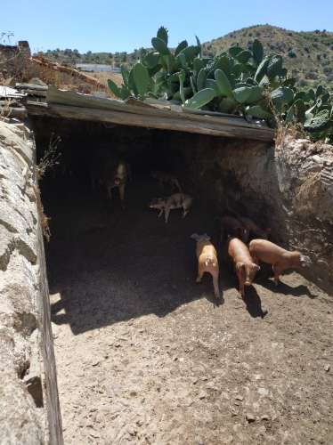 MORADIA ISOLADA COM 18.240 M2 DE TERRENO COM ÁRMAZEM PARA RECONSTRUIR - BELICHE - CASTRO MARIM - ALGARVE