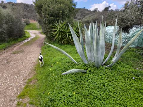 TERRENO COM 5.760 M² - COM FURO - ACESSO DIRETO À ÁGUA - JUNTO AO RIO GUADIANA - ALCOUTIM - ALGARVE