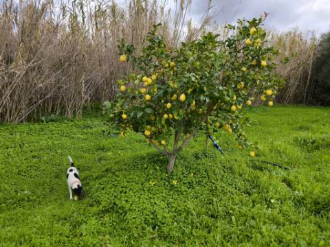 TERRENO COM 5.760 M² - COM FURO - ACESSO DIRETO À ÁGUA - JUNTO AO RIO GUADIANA - ALCOUTIM - ALGARVE