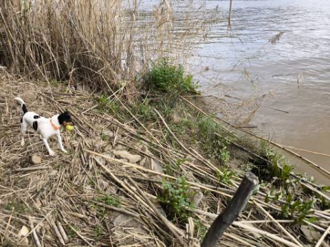 TERRENO COM 5.760 M² - COM FURO - ACESSO DIRETO À ÁGUA - JUNTO AO RIO GUADIANA - ALCOUTIM - ALGARVE