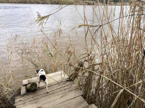 TERRENO COM 5.760 M² - COM FURO - ACESSO DIRETO À ÁGUA - JUNTO AO RIO GUADIANA - ALCOUTIM - ALGARVE