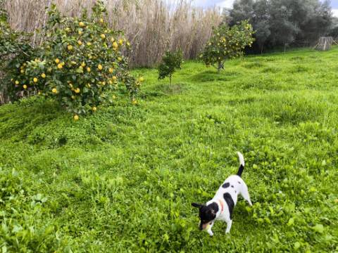 TERRENO COM 5.760 M² - COM FURO - ACESSO DIRETO À ÁGUA - JUNTO AO RIO GUADIANA - ALCOUTIM - ALGARVE