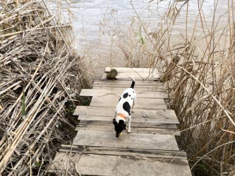 TERRENO COM 5.760 M² - COM FURO - ACESSO DIRETO À ÁGUA - JUNTO AO RIO GUADIANA - ALCOUTIM - ALGARVE