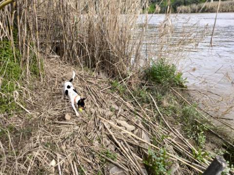 TERRENO COM 5.760 M² - COM FURO - ACESSO DIRETO À ÁGUA - JUNTO AO RIO GUADIANA - ALCOUTIM - ALGARVE