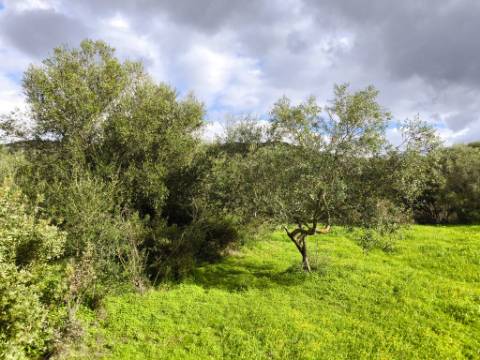 TERRENO COM 5.760 M² - COM FURO - ACESSO DIRETO À ÁGUA - JUNTO AO RIO GUADIANA - ALCOUTIM - ALGARVE