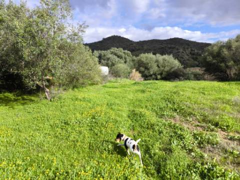TERRENO COM 5.760 M² - COM FURO - ACESSO DIRETO À ÁGUA - JUNTO AO RIO GUADIANA - ALCOUTIM - ALGARVE