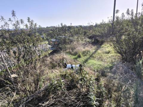 TERRENO COM 2.120 M² - COM TERRAÇOS - JUNTO AO ASFALTO - NA CORTE DO GAGO EM CASTRO MARIM - ALGARVE