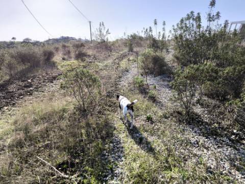 TERRENO COM 2.120 M² - COM TERRAÇOS - JUNTO AO ASFALTO - NA CORTE DO GAGO EM CASTRO MARIM - ALGARVE