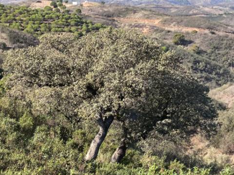 TERRENO COM 2.120 M² - COM TERRAÇOS - JUNTO AO ASFALTO - NA CORTE DO GAGO EM CASTRO MARIM - ALGARVE