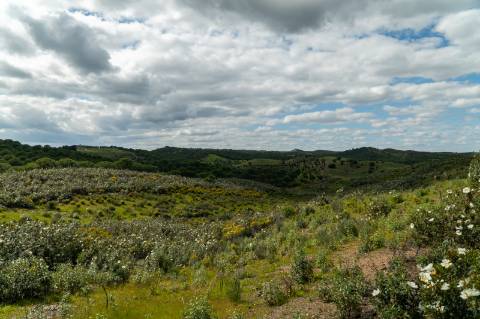 Terreno Rústico para Venda em Botelhas - Castro Marim