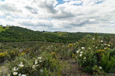 Terreno Rústico para Venda em Botelhas - Castro Marim