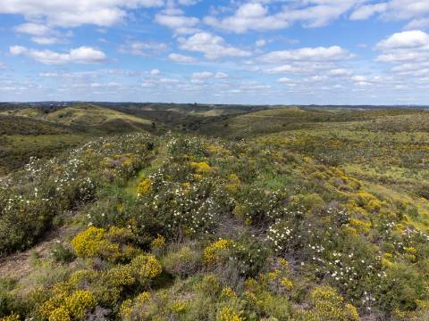 Terreno Rústico para Venda em Botelhas - Castro Marim