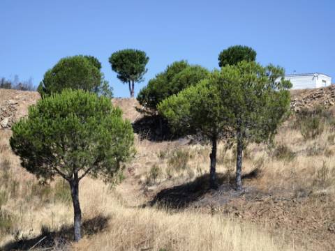 TERRENO RUSTICO COM ÁGUA - ESTRUTURA AMOVÍVEL - CORTE DO GAGO - CASTRO MARIM - ALGARVE