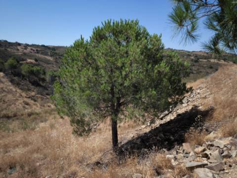 TERRENO RUSTICO COM ÁGUA - ESTRUTURA AMOVÍVEL - CORTE DO GAGO - CASTRO MARIM - ALGARVE